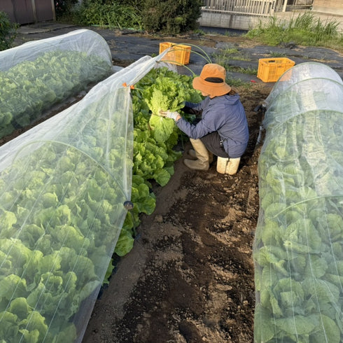 【12/26まで限定販売】冬の”とくとく”野菜セット《おまかせ7種》